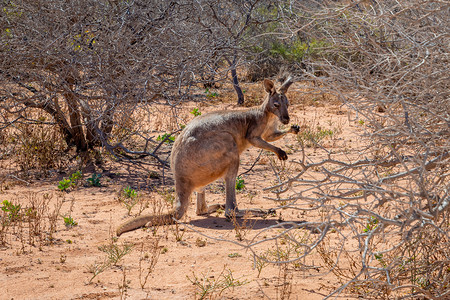 袋鼠吃东西摄影照片_澳大利亚开普岭国家公园的野生袋鼠