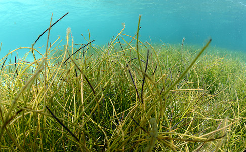 蓝色水中流动的水下海草
