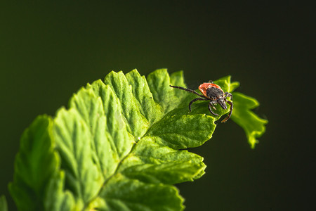 蜱虫的雌性坐在叶子上，绿色背景。