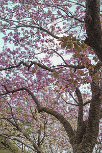 飞鸟山粉红樱花树的蓝天和树枝