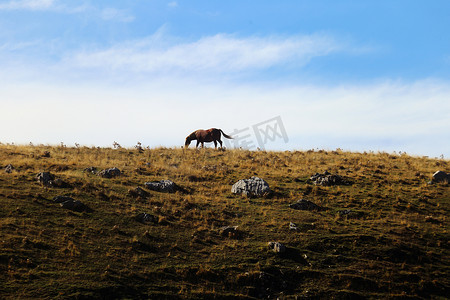 阿布鲁佐、拉齐奥和莫利塞国家公园 - 过去的一匹马