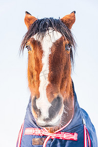 一匹马穿着蓝色地毯的肖像，可以保护他免受寒冷。
