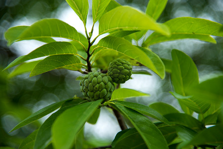 番荔枝摄影照片_释迦或糖苹果或 Annona squamosa Linn。