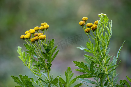 黄色艾菊花 Tanacetum vulgare、普通艾菊、苦纽扣、牛苦或金纽扣在草地上。