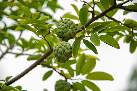 番荔枝摄影照片_释迦或糖苹果或 Annona squamosa Linn。