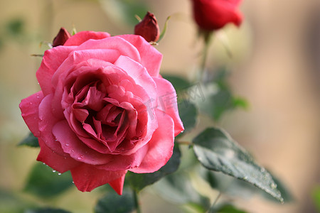 玫瑰花园背景模糊叶上的粉红玫瑰花，柔和阳光下特写玫瑰的精致之美