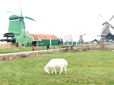 五一幕布摄影照片_荷兰农场的一幕