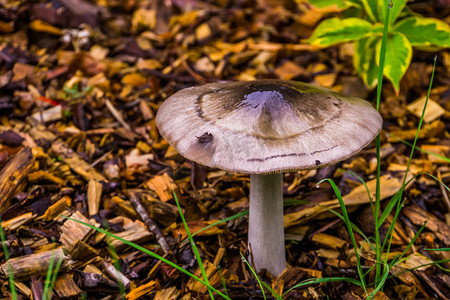 红背景金币摄影照片_Russula drimeia，夏末和秋季在针叶林中发现的来自欧洲的蘑菇物种