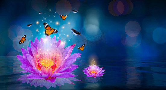 蝴蝶在飞舞摄影照片_蝴蝶在漂浮在水面上的紫色莲花周围飞舞散景