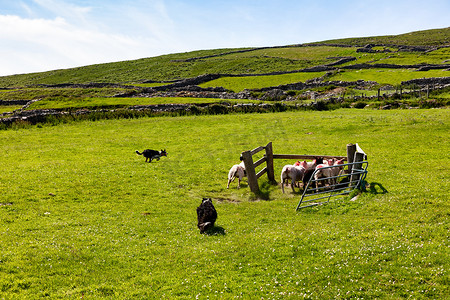 牧羊犬在草地上放羊