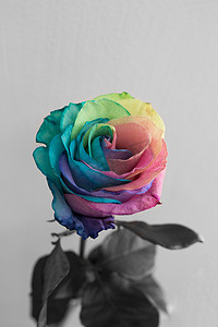 黄色爱情摄影照片_褪色的彩虹玫瑰花象征着抑郁或不愉快的爱情或不快乐。