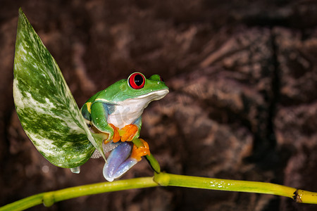 深棕色背景中坐在植物桅杆上的红眼树蛙