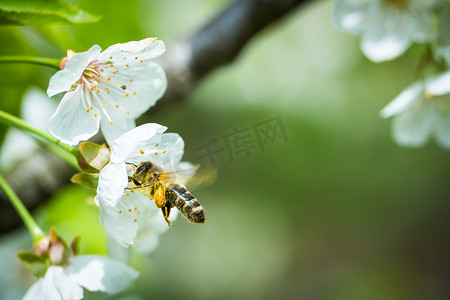 飞行中的蜜蜂接近开花的樱桃树