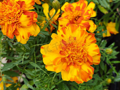 黄色橙色万寿菊（万寿菊）或黄色康乃馨花的花和叶。