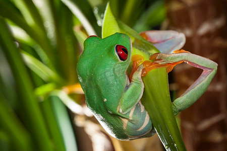 红眼树蛙在绿叶上荡秋千