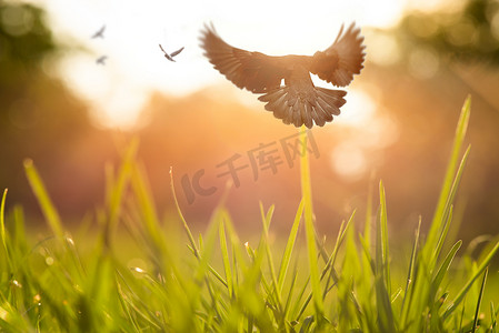 日落时飞鸟飞过绿草。