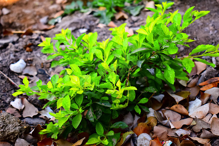 金色露珠的淡石灰色叶子（Duranta erecta Golden Leaves）