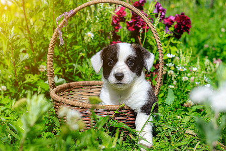 柯基背影摄影照片_一只柯基小狗坐在草地上的柳条篮子里。