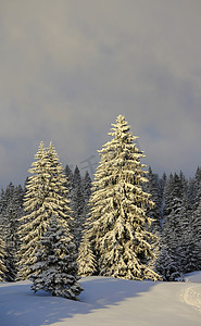 冰火摄影照片_非常美丽的冬天风景与杉树