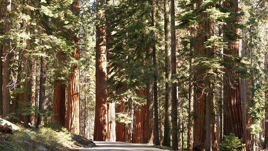 红杉林，美国北加州国家公园的红木树。