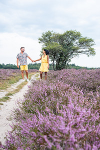 荷兰 Hilversum Veluwe Zuiderheide 附近盛开的石南花田，早晨盛开的粉紫色石南花田，日出时有薄雾