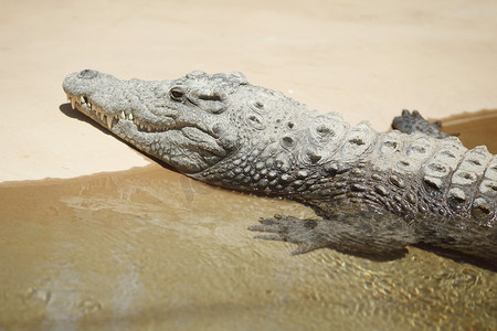 沙滩上生物摄影照片_沙滩上的鳄鱼