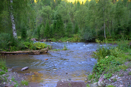 流经夏日早晨森林的急流山河的弯道。