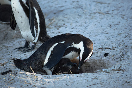 开普敦博尔德斯海滩上可爱的非洲企鹅