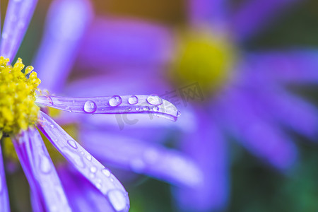 紫的摄影照片_雨后的紫花，墙纸：紫花上水滴的宏观