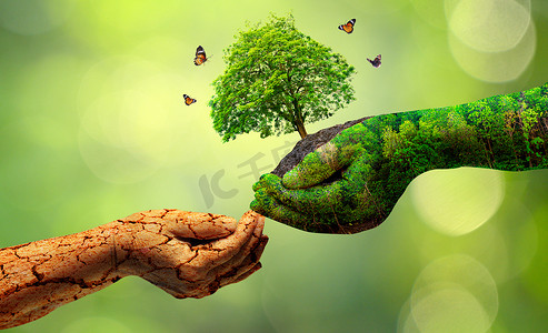 环境 地球日 在树木的手中长出幼苗。