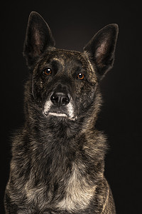 黑色背景中荷兰牧羊犬的画像，斑纹色
