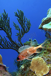 Longspine 松鼠鱼，加勒比海，Playa Giron，古巴
