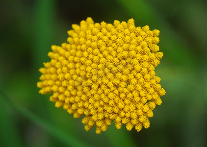 黄色西洋摄影照片_黄色西洋蓍草 Achillea 花