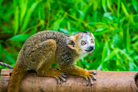 加冕狐猴的特写，可爱的猴子，来自马达加斯加的濒危动物