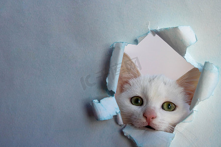 “白色美丽可爱的猫从蓝纸上的一个洞里往外看。兽药注册的概念形式，复制空间”