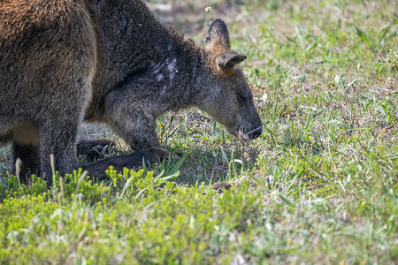 吃草的袋鼠，澳大利亚