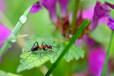 蚂蚁在草叶上的美丽宏观照片。