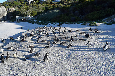 博尔德摄影照片_开普敦博尔德斯海滩上可爱的非洲企鹅