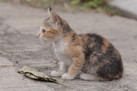 小棕猫和白猫