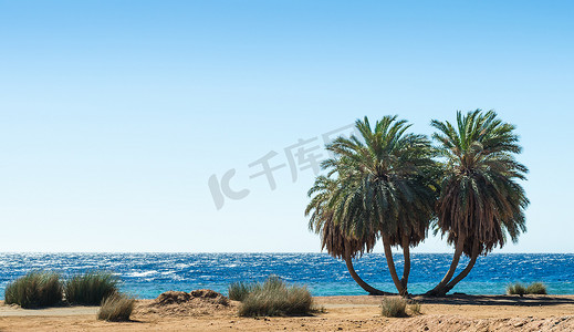 埃及红海的绿色棕榈树