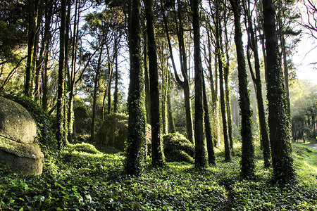 参天大树摄影照片_辛特拉山的茂密森林和参天大树