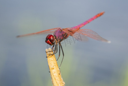 孤寂摄影照片_植物茎上红草地鹰蜻蜓的特写