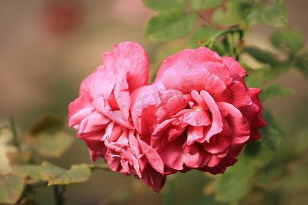 玫瑰花园摄影照片_玫瑰花园背景模糊叶上的粉红玫瑰花，特写玫瑰的精致之美