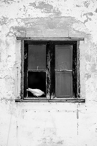 鸽子栖息在西班牙的一扇旧窗户里