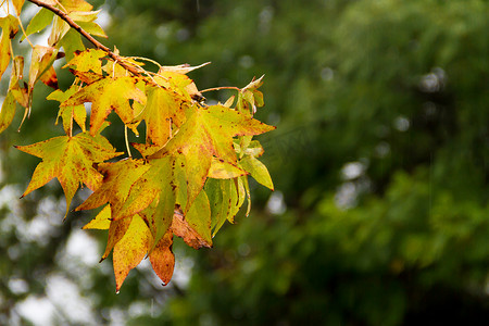 秋风秋雨摄影照片_秋雨下枫香的红橙叶
