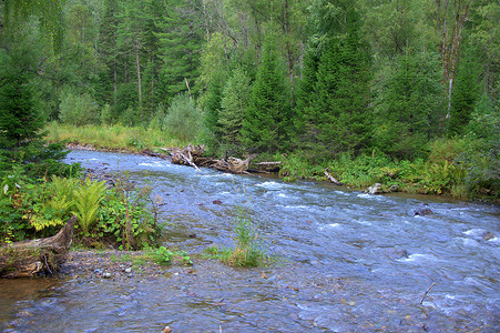 流经早晨森林的一条小山河。