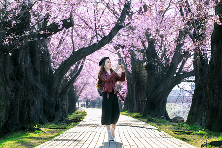 花园散步摄影照片_春日在樱花园散步的年轻女子。