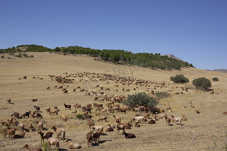 加塔角的安达卢西亚 Blanca Celtibèrica 山羊群-