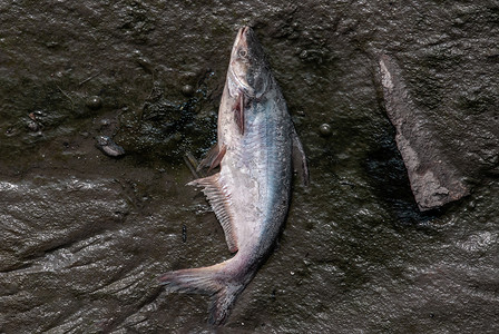 由于自然原因或污染或人为行为在河上死鱼。