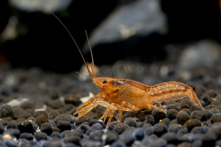 蓝色小龙虾摄影照片_橙色或黄色小龙虾矮小虾在淡水水族箱中以岩石为背景的水生土壤中爬行和寻找食物。